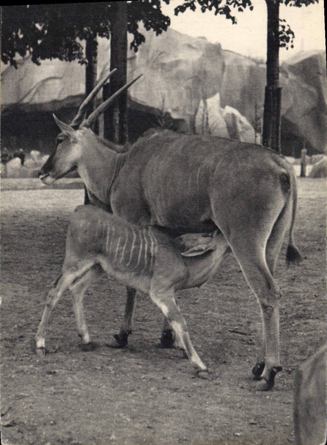 CPA Un elan du Cap et son petit Zoo Vincennes