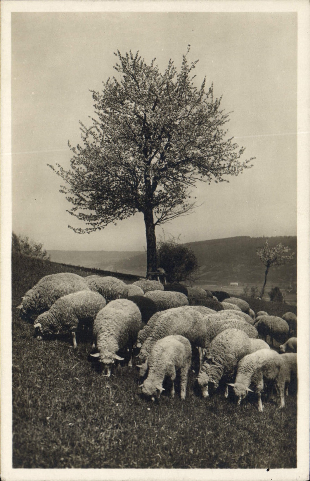 CPA Moutons 