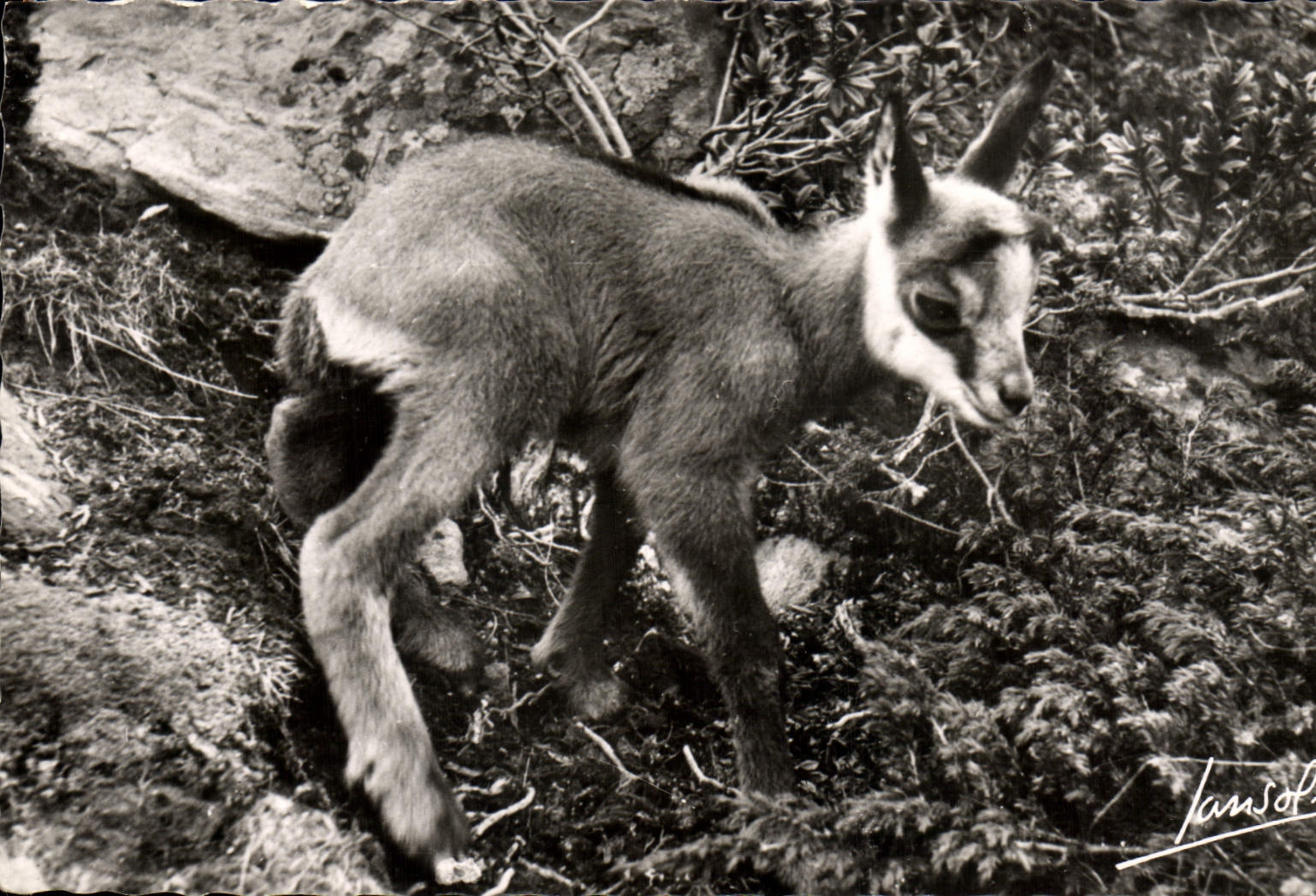 CPA Petit Chamois 