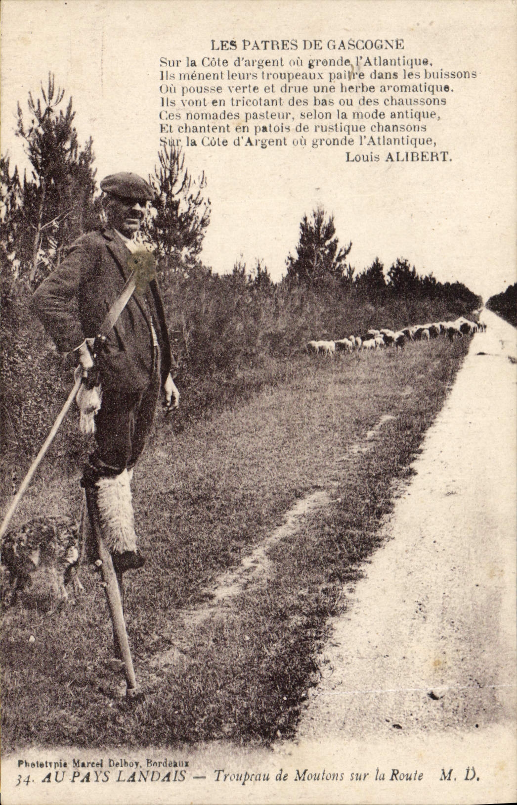 CPA Folklore Au Pays Landais Troupeau de moutons sur la route 