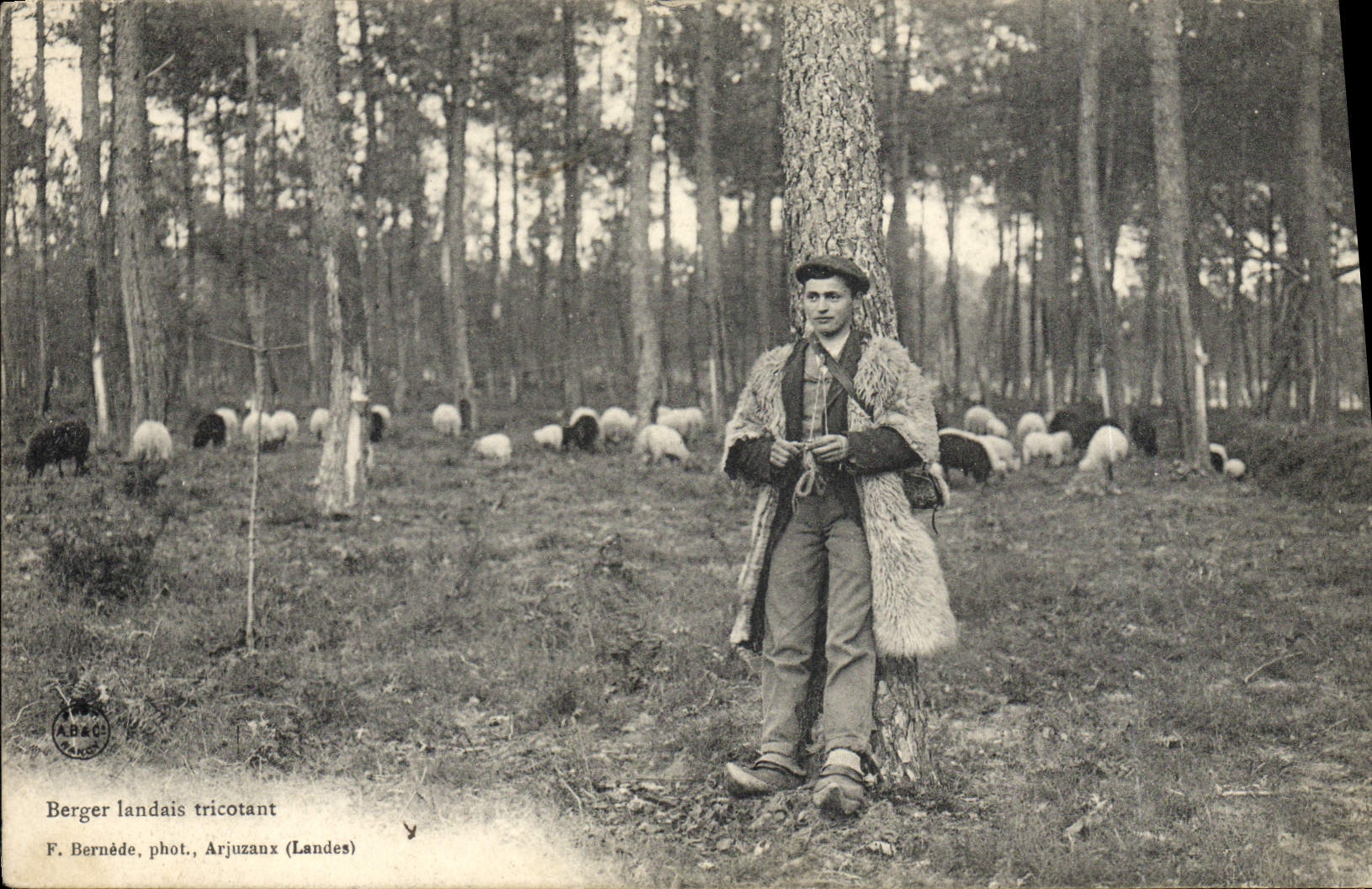 CPA Folklore Berger landais tricotant Moutons