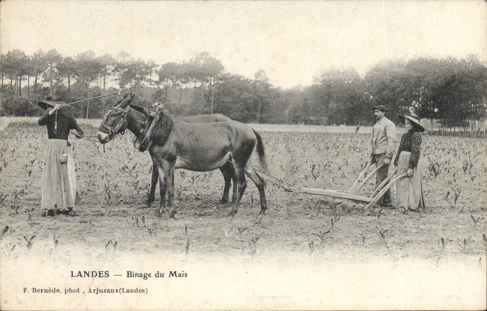 CPA Folklore Landes Binage du Mais Ane Mule