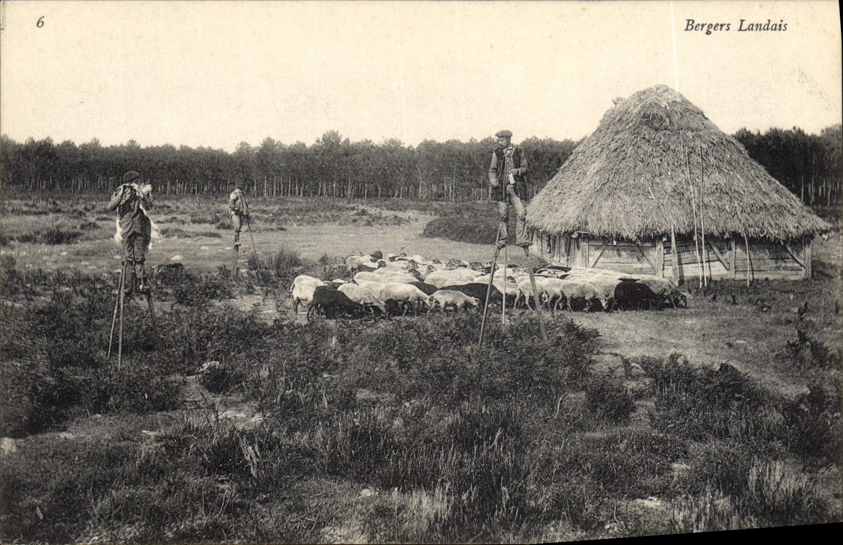 CPA Folklore Berger landais Moutons