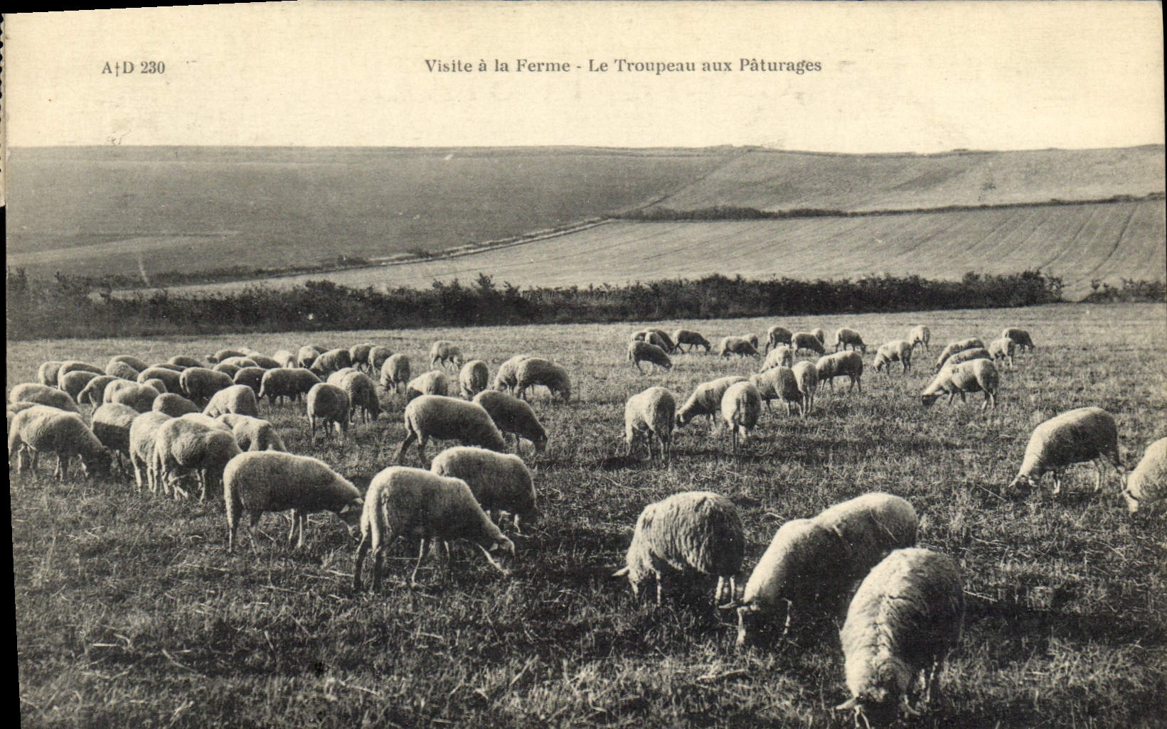 CPA Visite a la ferme Le troupeau aux paturages Moutons