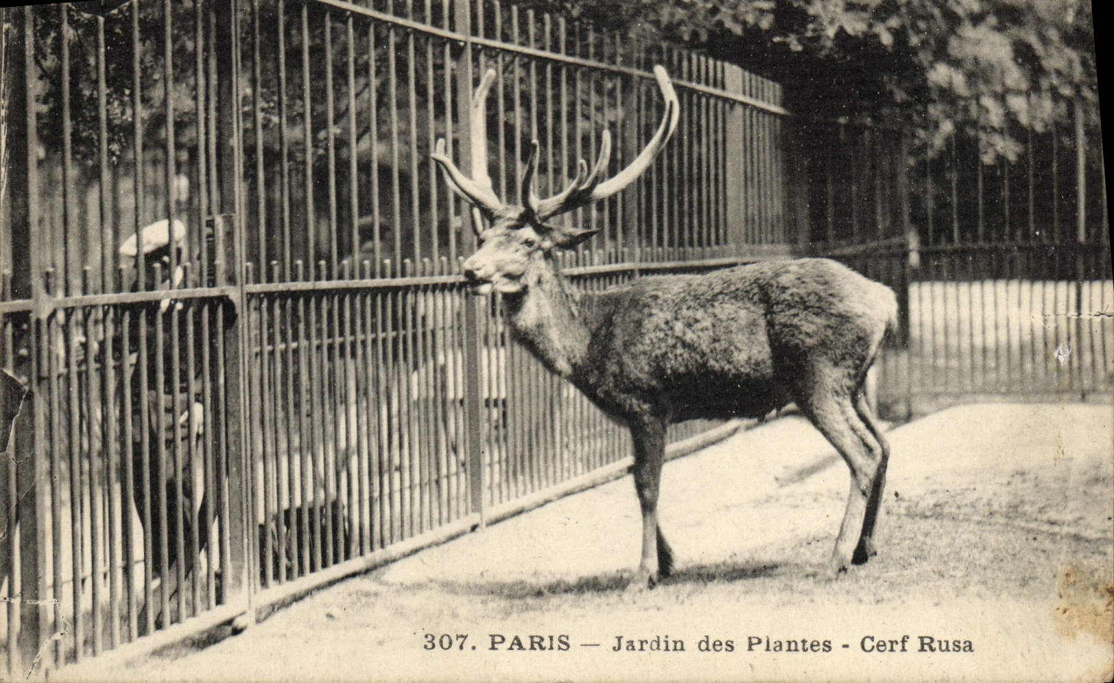 CPA Paris Jardin des plantes Cerf Rusa 