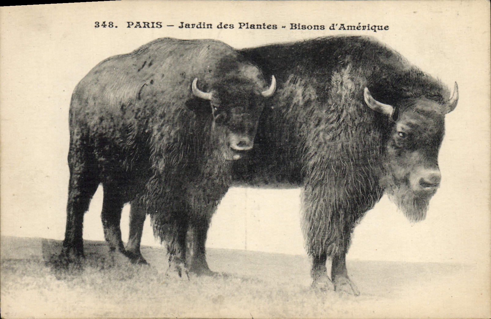 CPA Paris Jardin des Plantes Bisons d'Amerique 