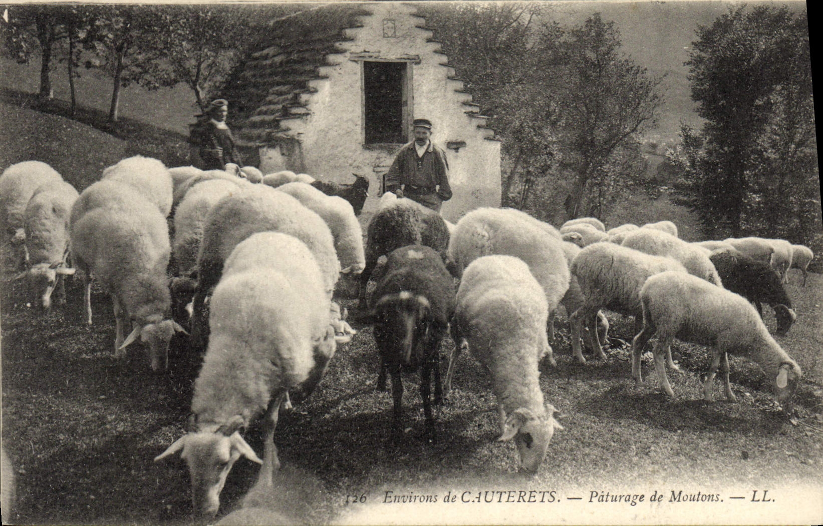 CPA Environs de Cauterets Paturage de moutons 