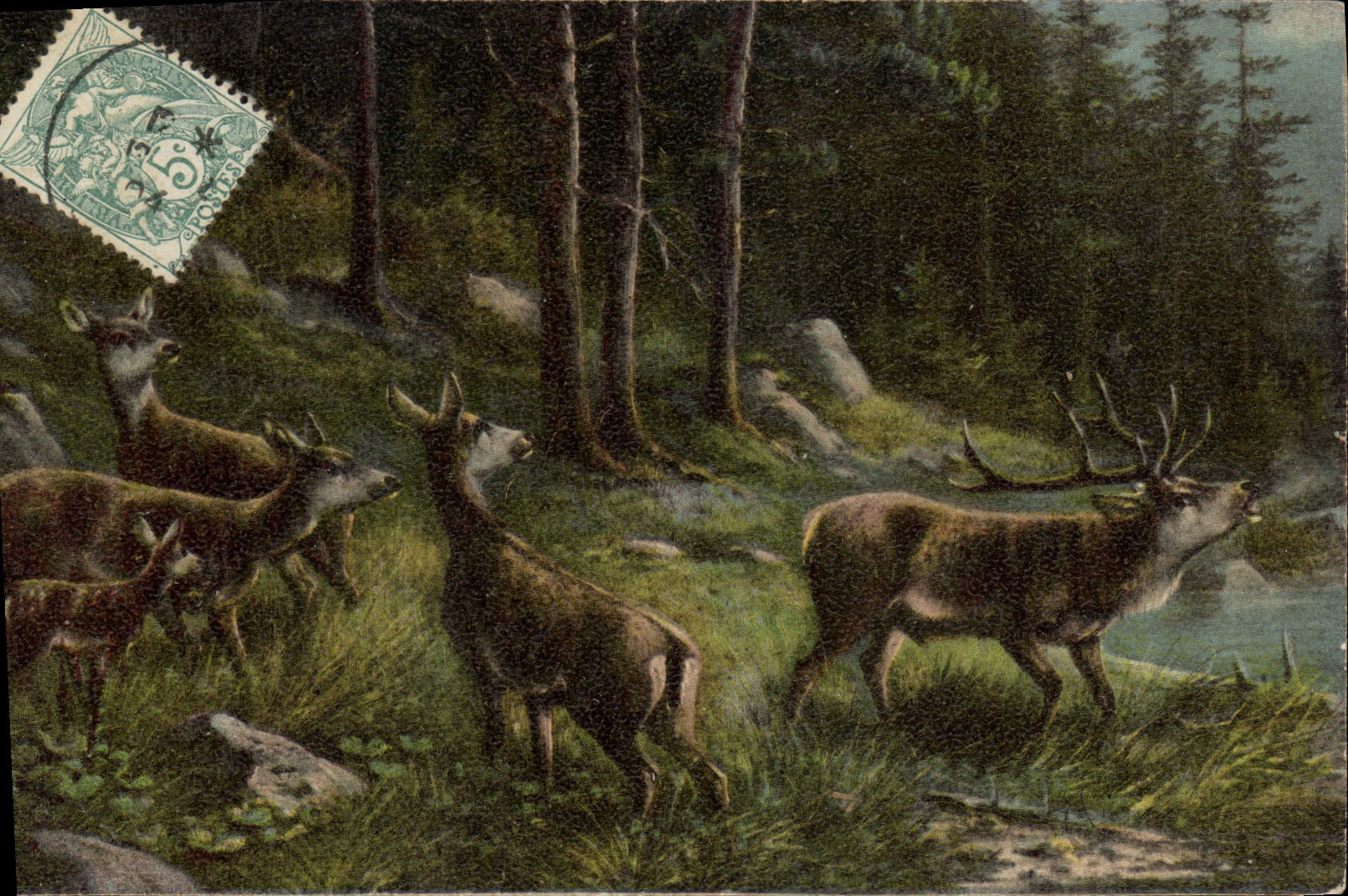 CPA Cerf Biche 