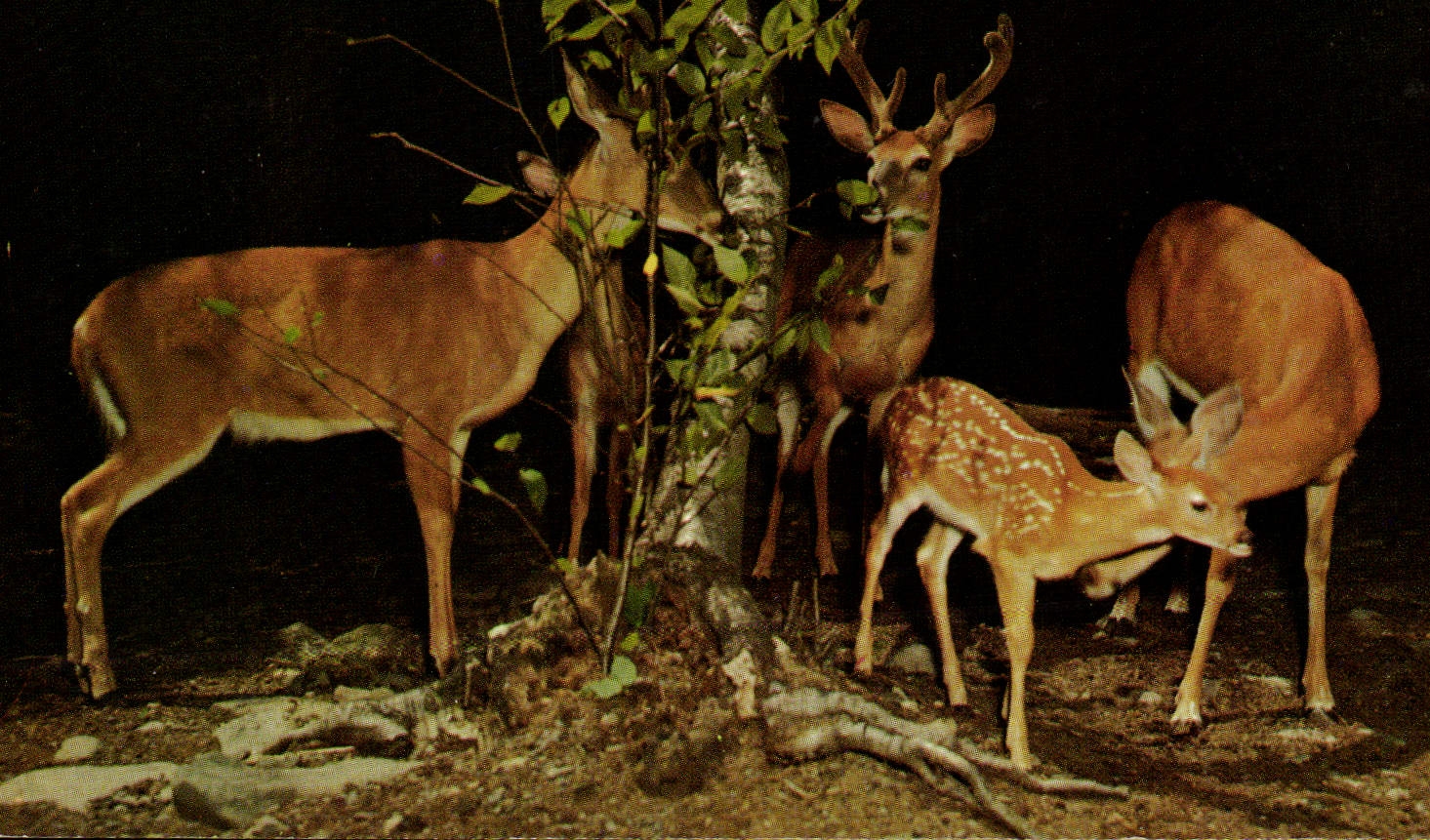CPM Biche Cerf 