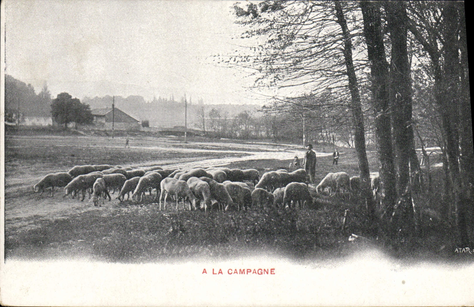 CPA A la campagne Moutons 