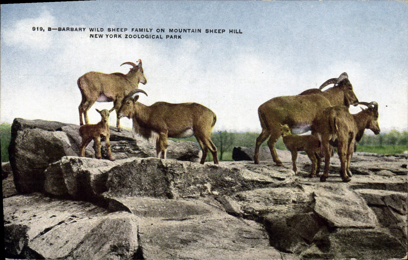 CPA Barbary wild sheep family on mountain sheep hill New York zoological Park Zoo