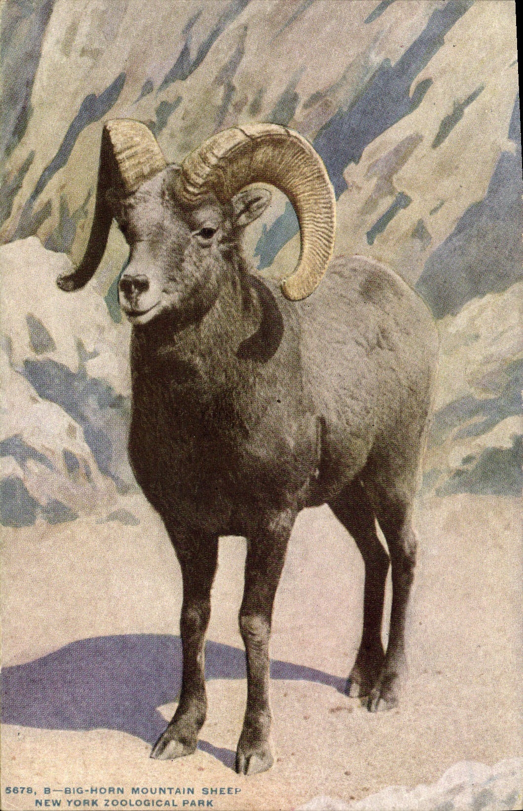 Postal Big Horn mountain sheep Cabra Nueva York zoological Park Zoológico