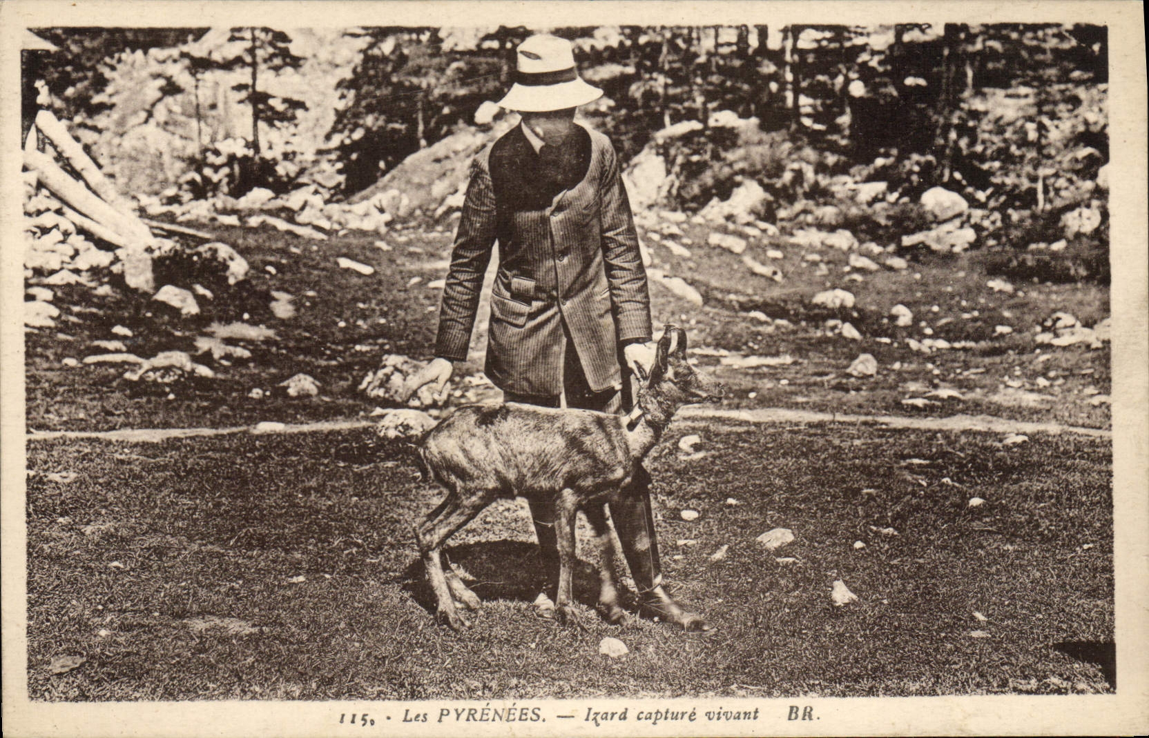 CPA Pyrenees Isard capture vivant