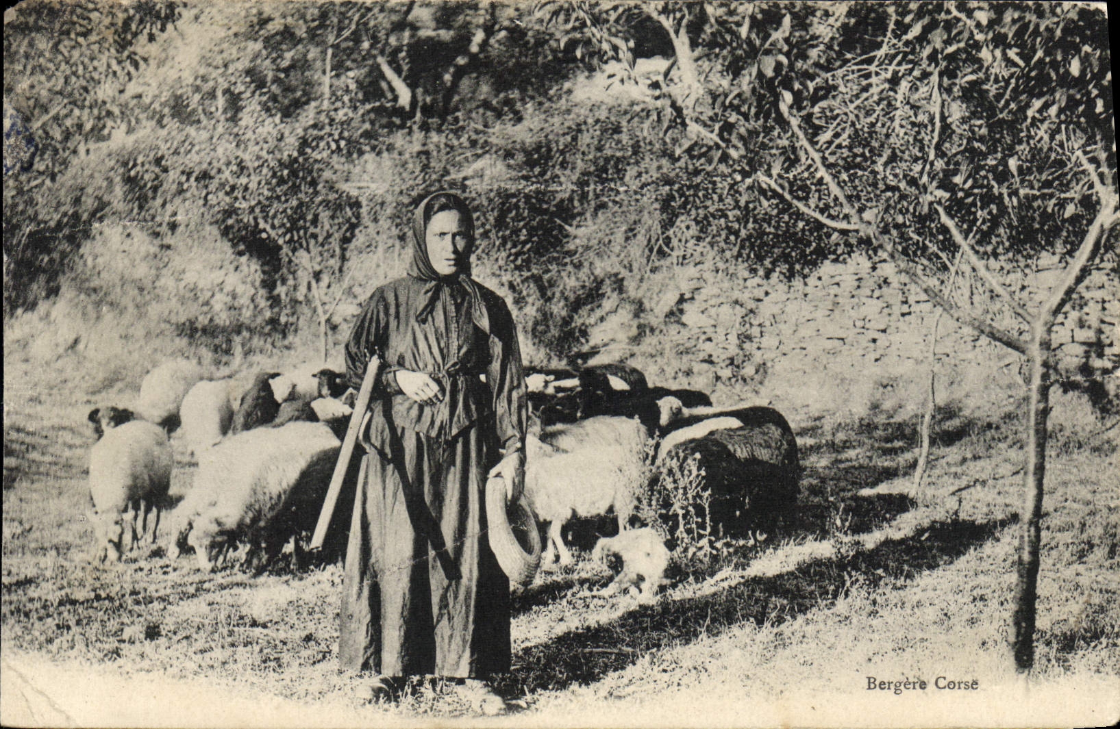 Postal Pastora Corsa Corsica Ovejas