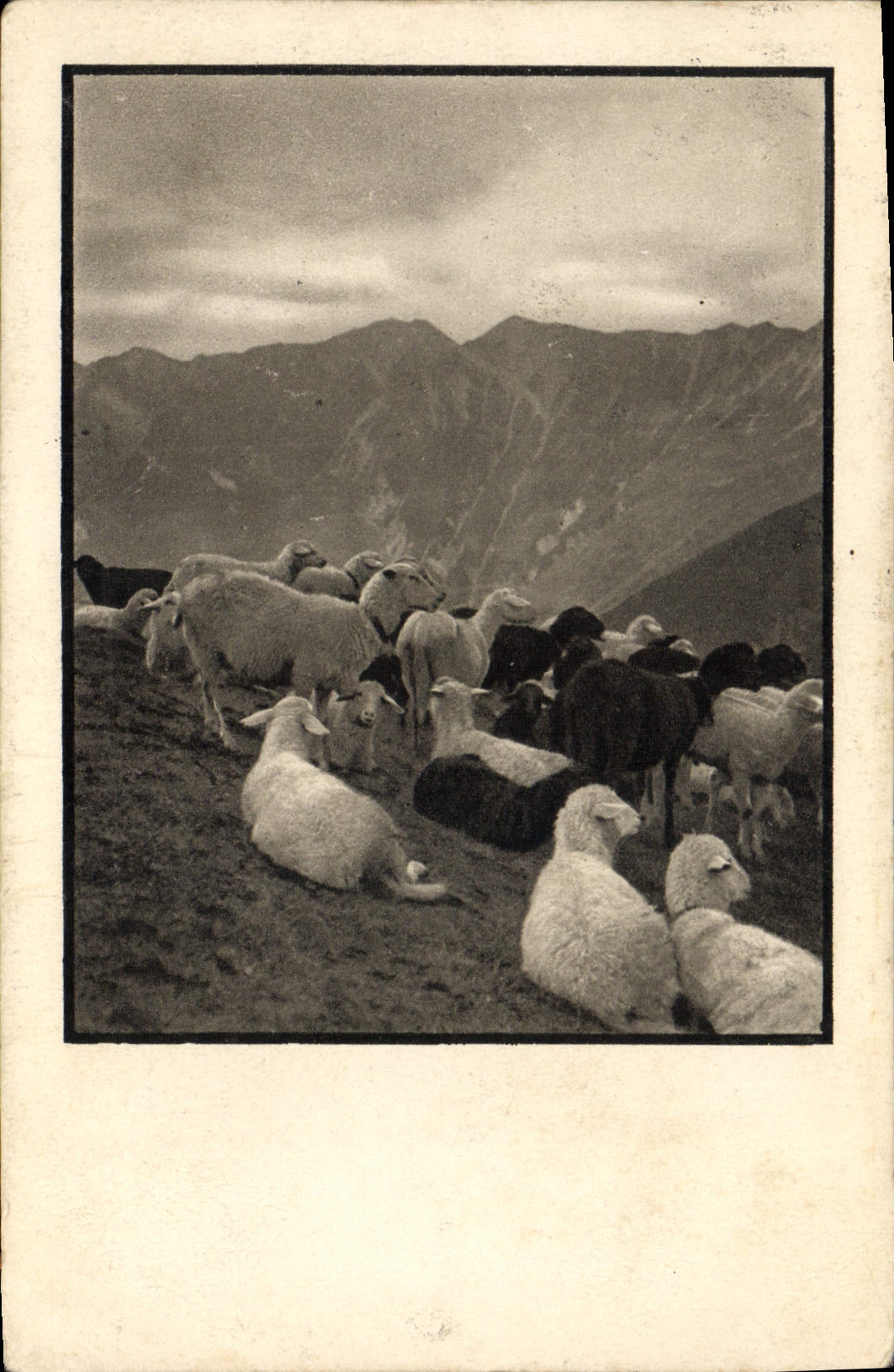 CPA Moutons 