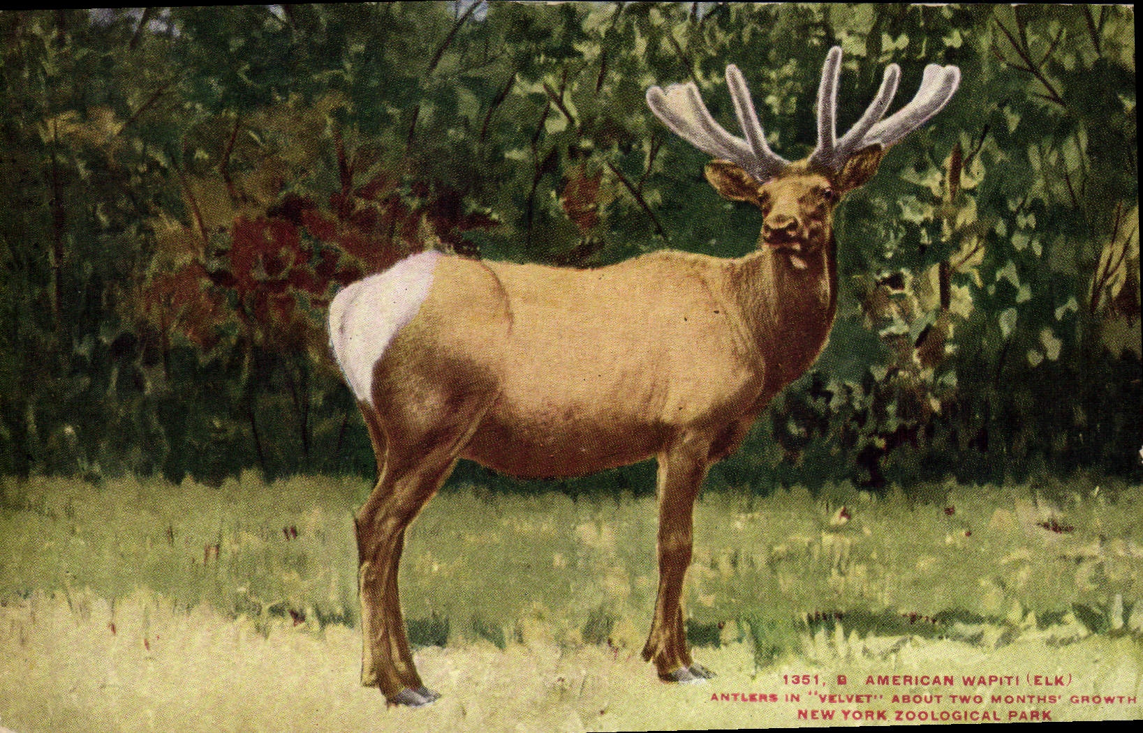 CPA American Wapiti New York zoological Park Zoo 