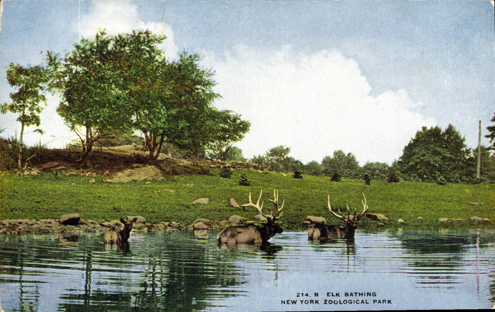 CPA Elk Bathing New York Zoological park Zoo 