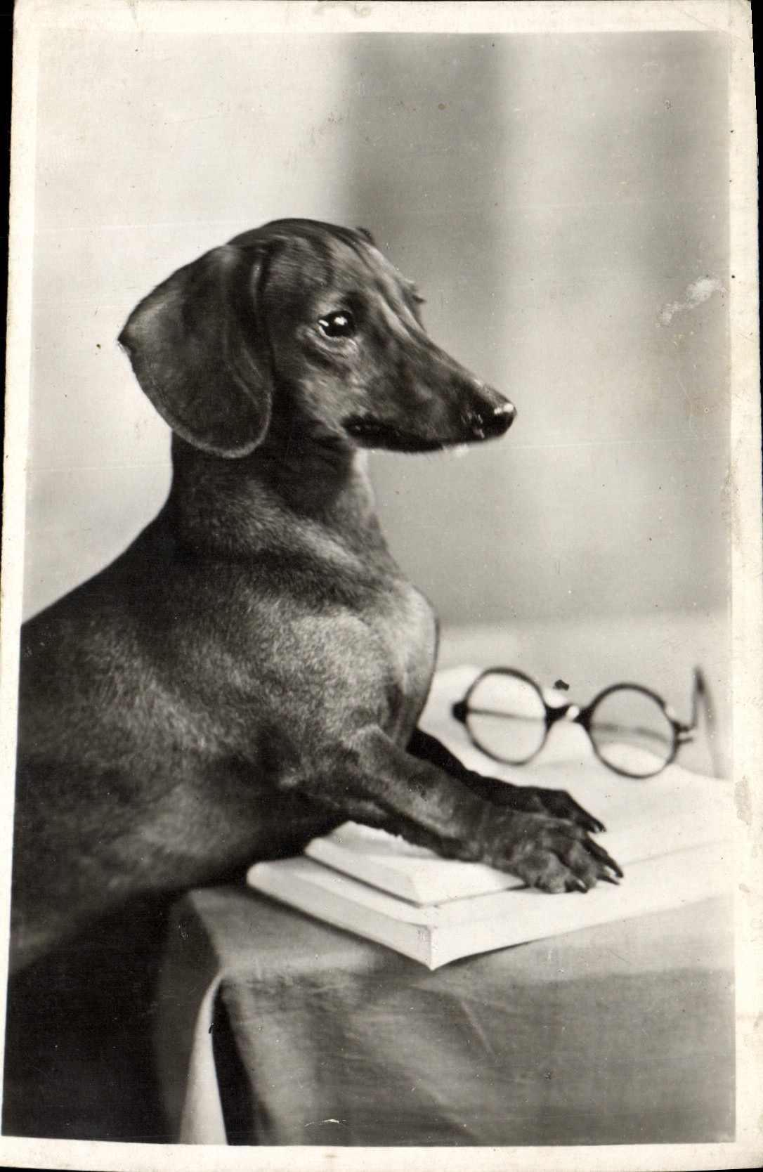 CPA Chien Chiens Basset 