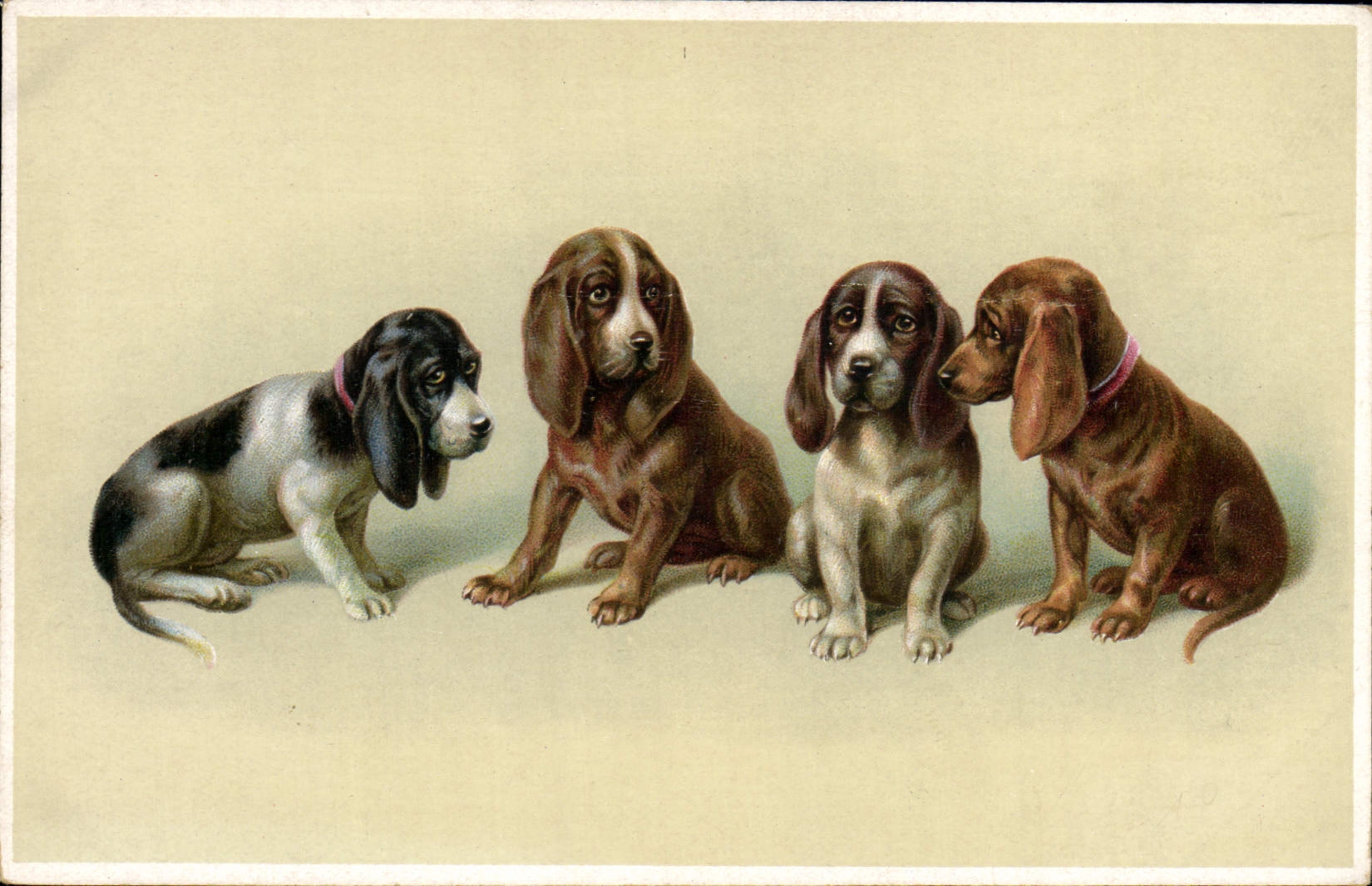 Vintage Postcard Dog Dogs Basset hounds