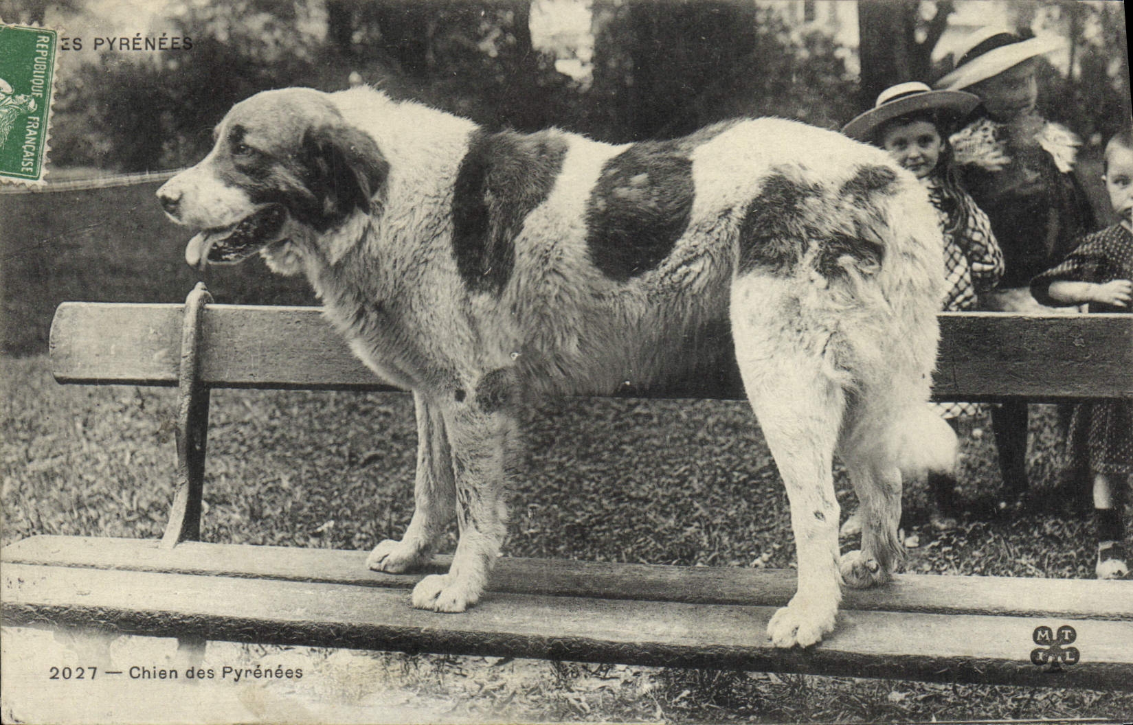 CPA Chien Chiens des Pyrenees 