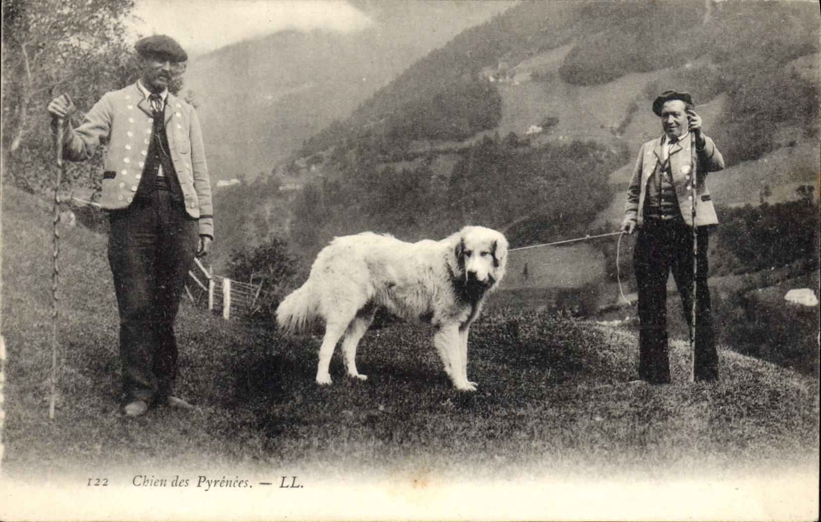 CPA Chien Chiens des Pyrenees 