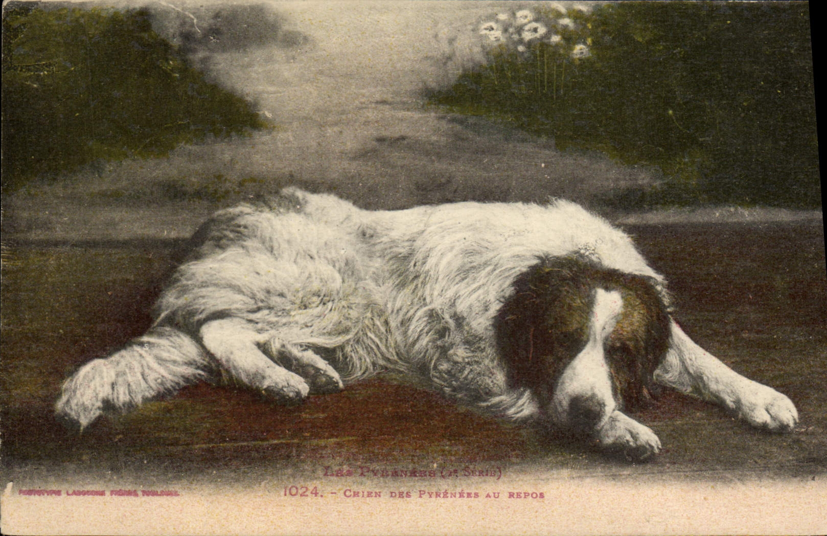Vintage Postcard Dog of the Pyrenees at rest Dogs