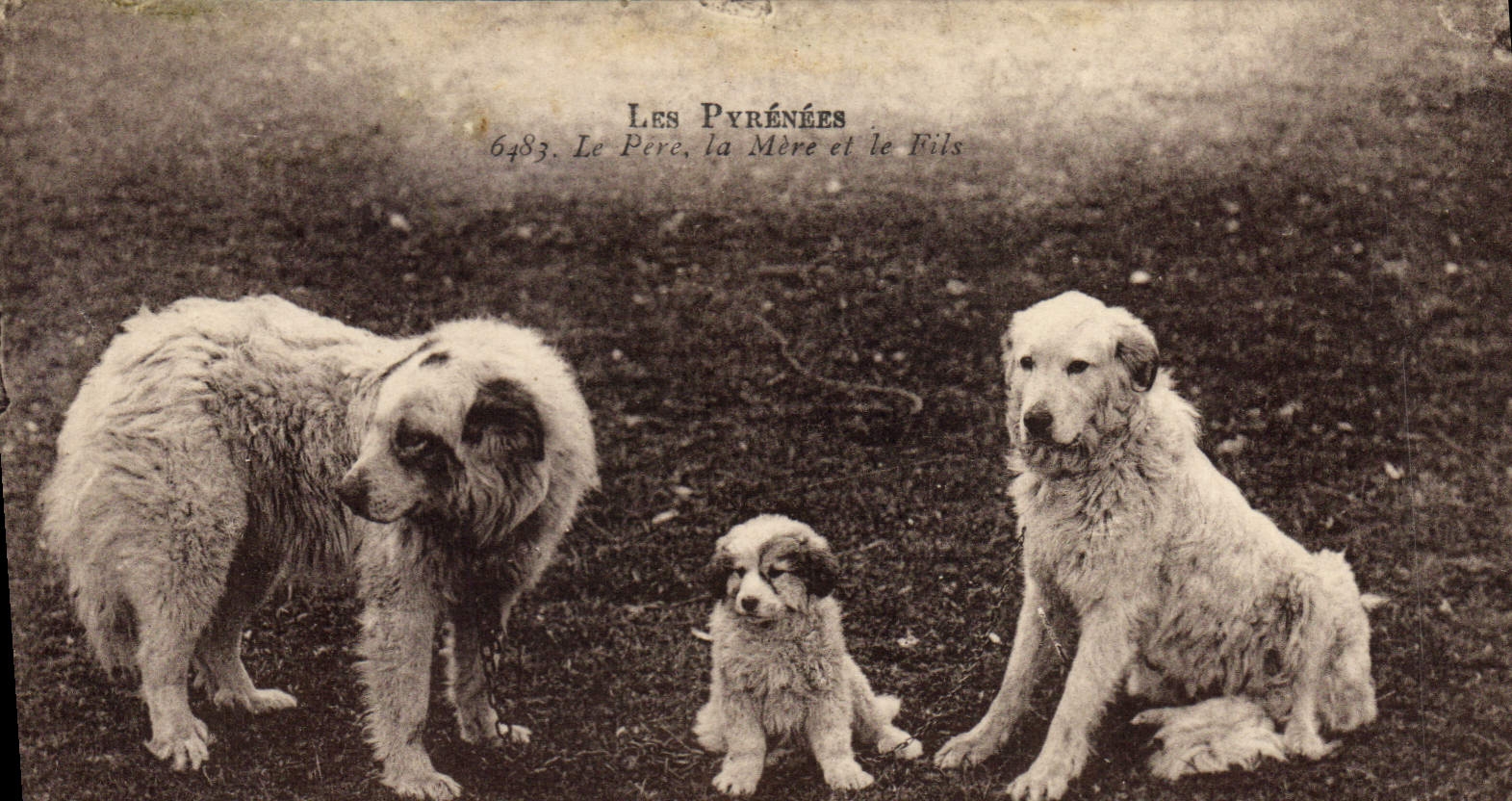 Vintage Postcard Dog Pyrenees Dogs the Father the mother and the son