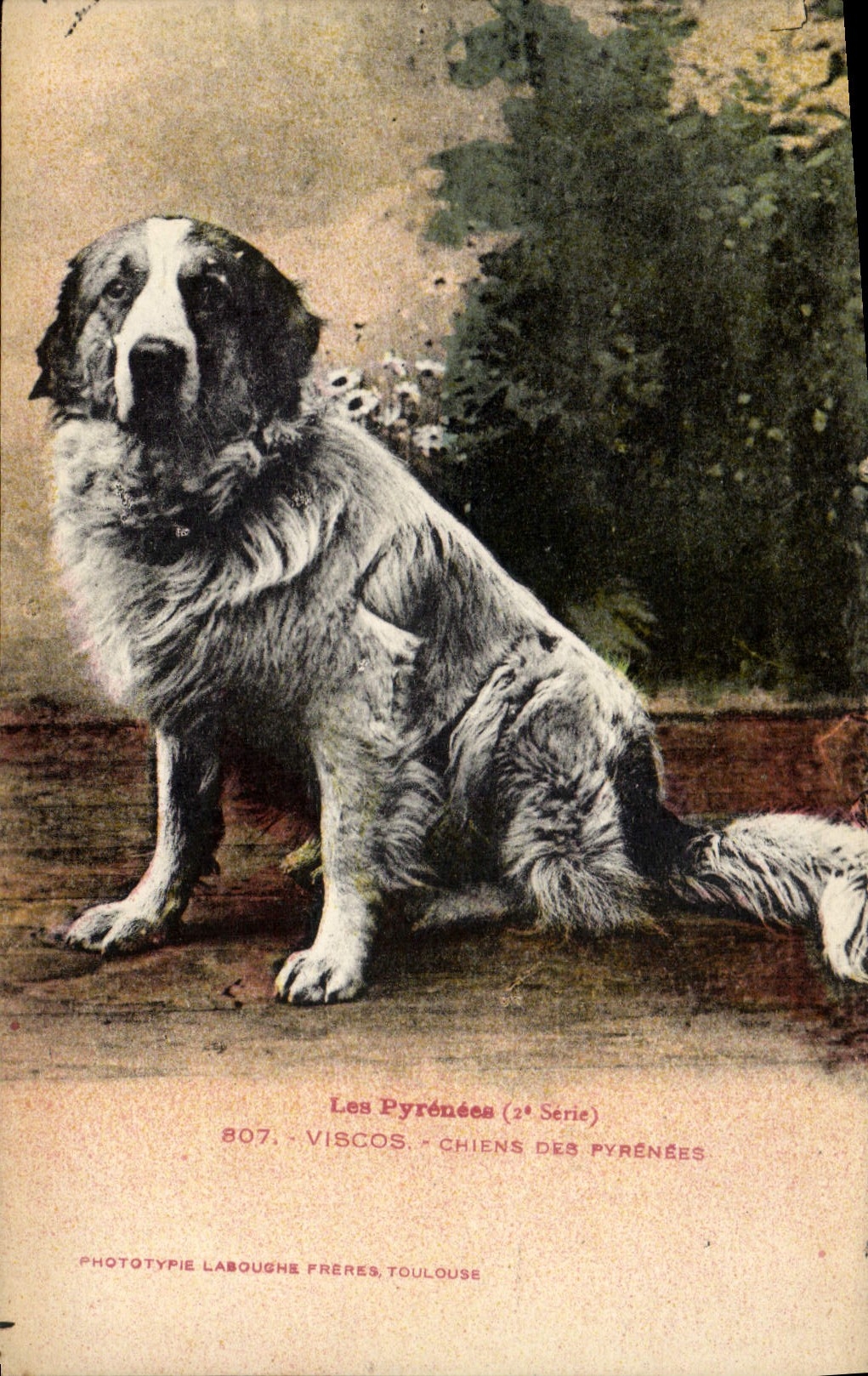 CPA Chien Chiens des Pyrenees Viscos 