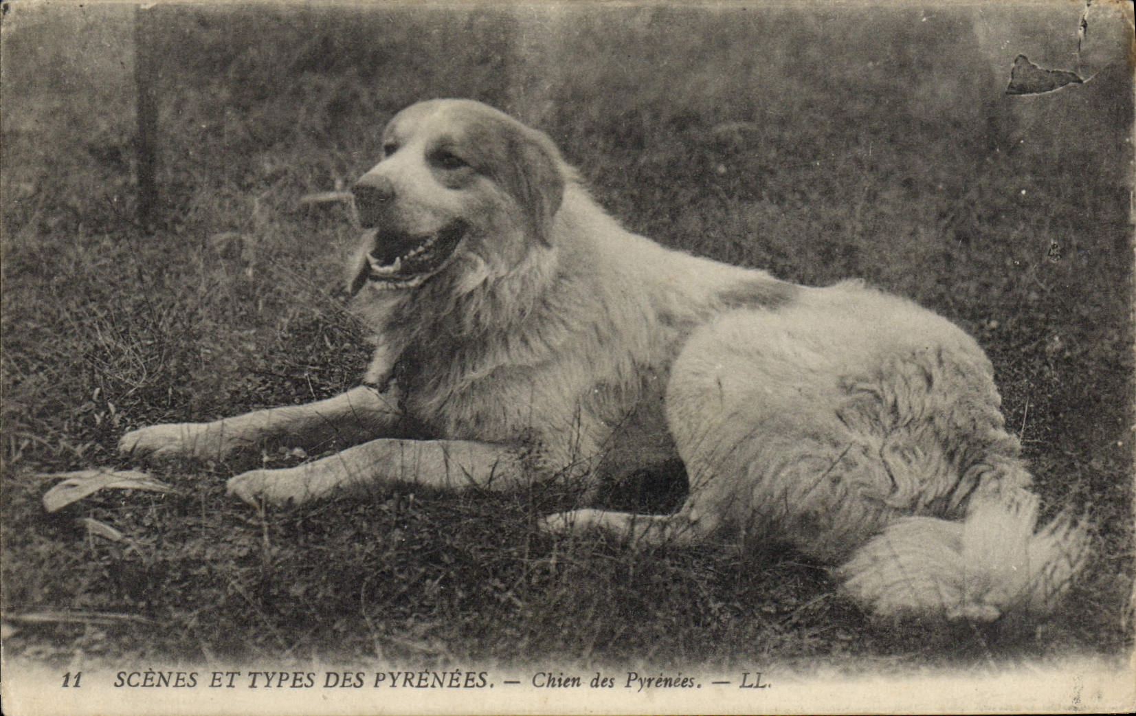 CPA Chien Chiens des Pyrenees 