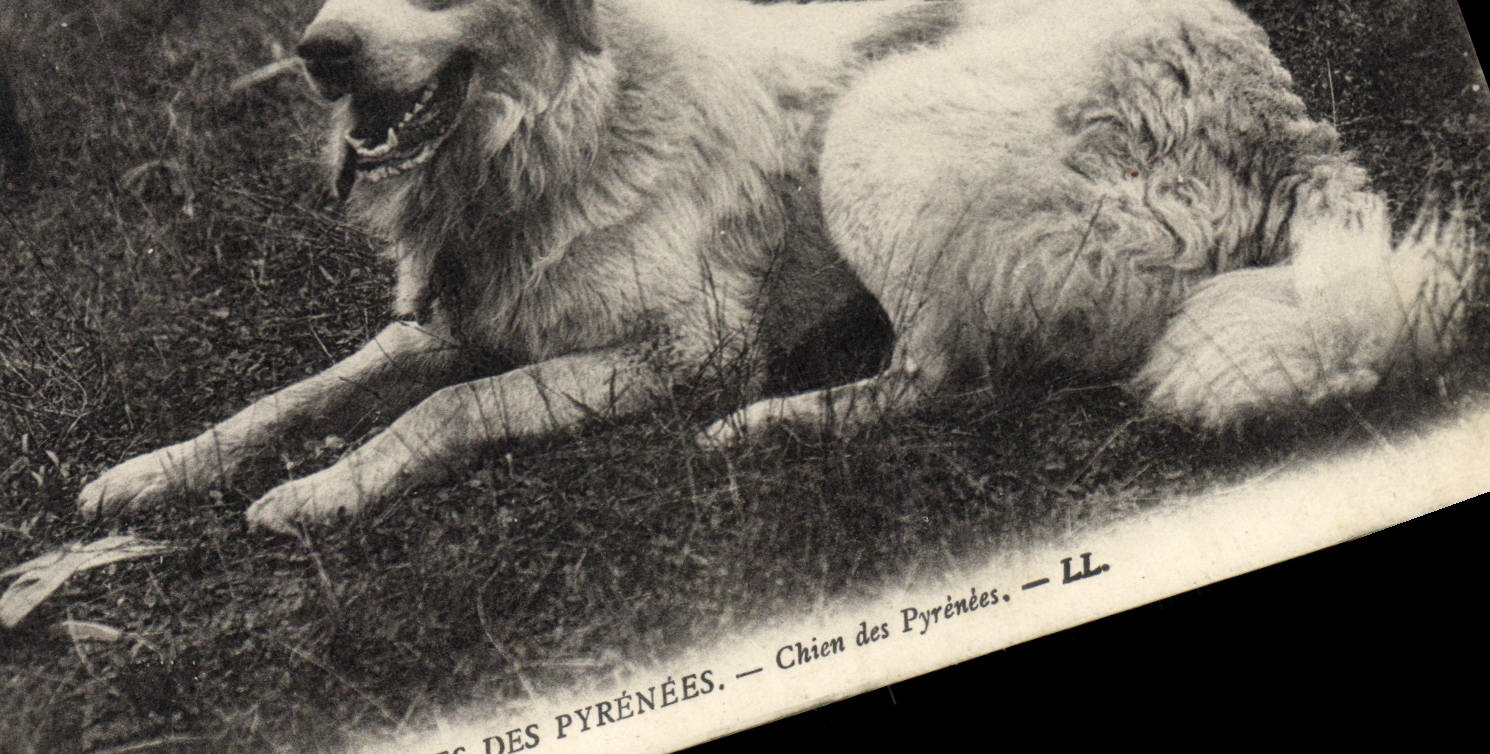 CPA Chien Chiens des Pyrenees 