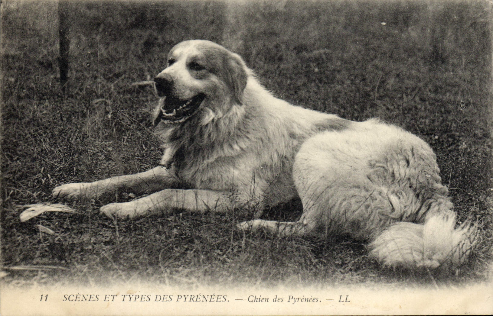 CPA Chien Chiens des Pyrenees 