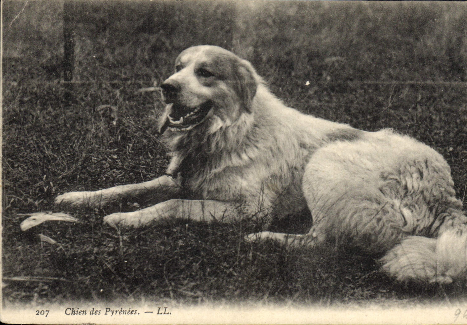 CPA Chien Chiens des Pyrenees 