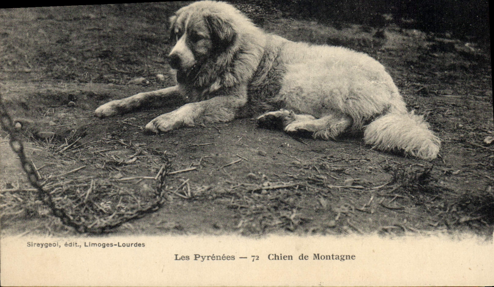 CPA Chien de montagne Chiens Pyrenees 