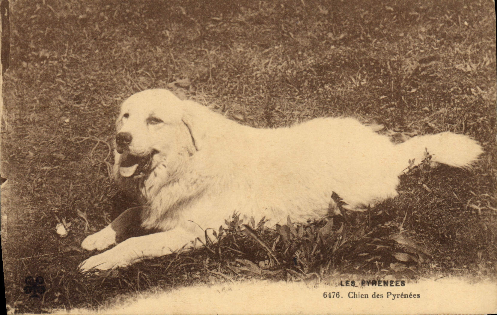 CPA Chien Chiens des Pyrenees 