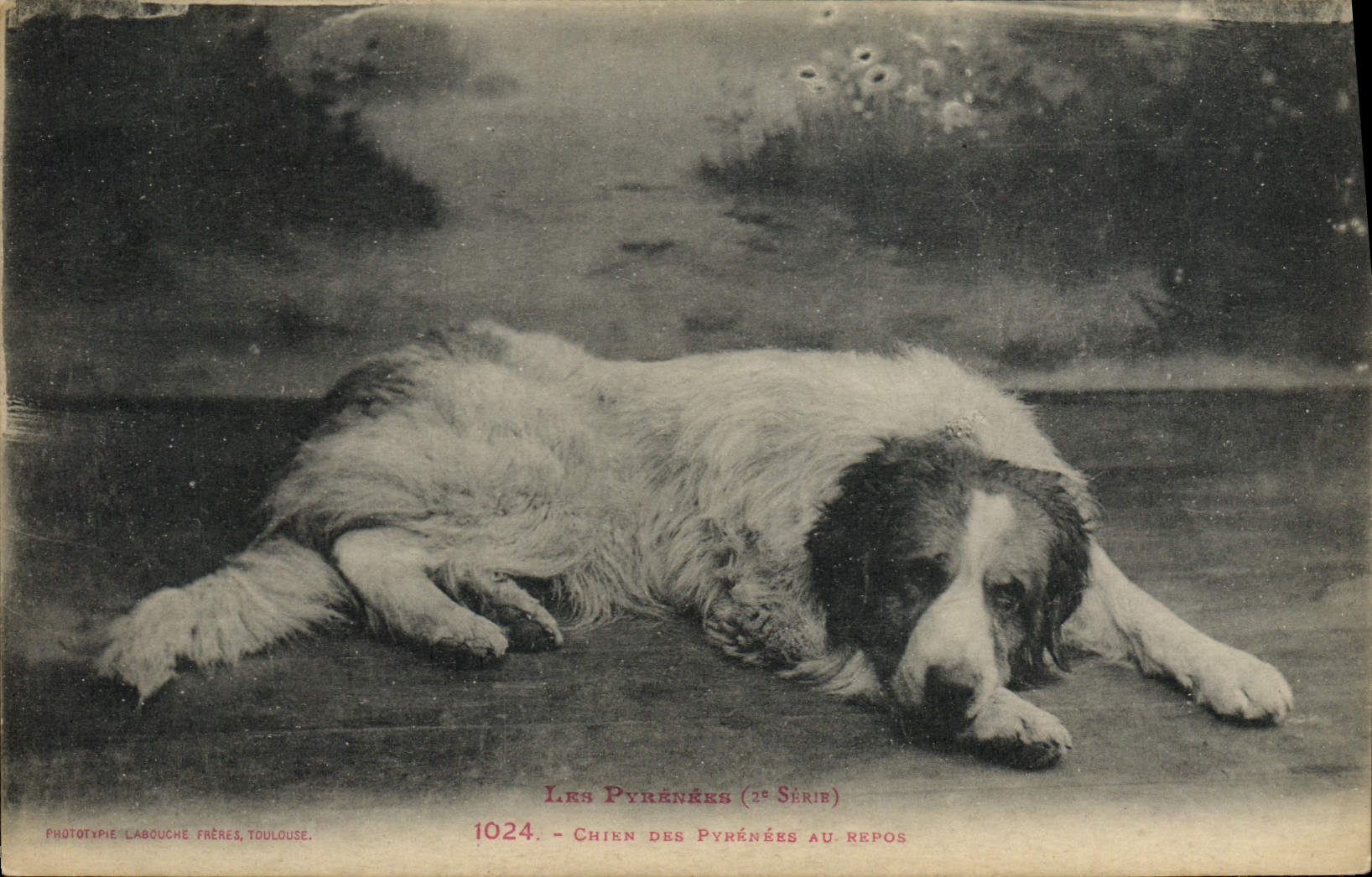 Postal Perro Perros de los Pirineos al descanso