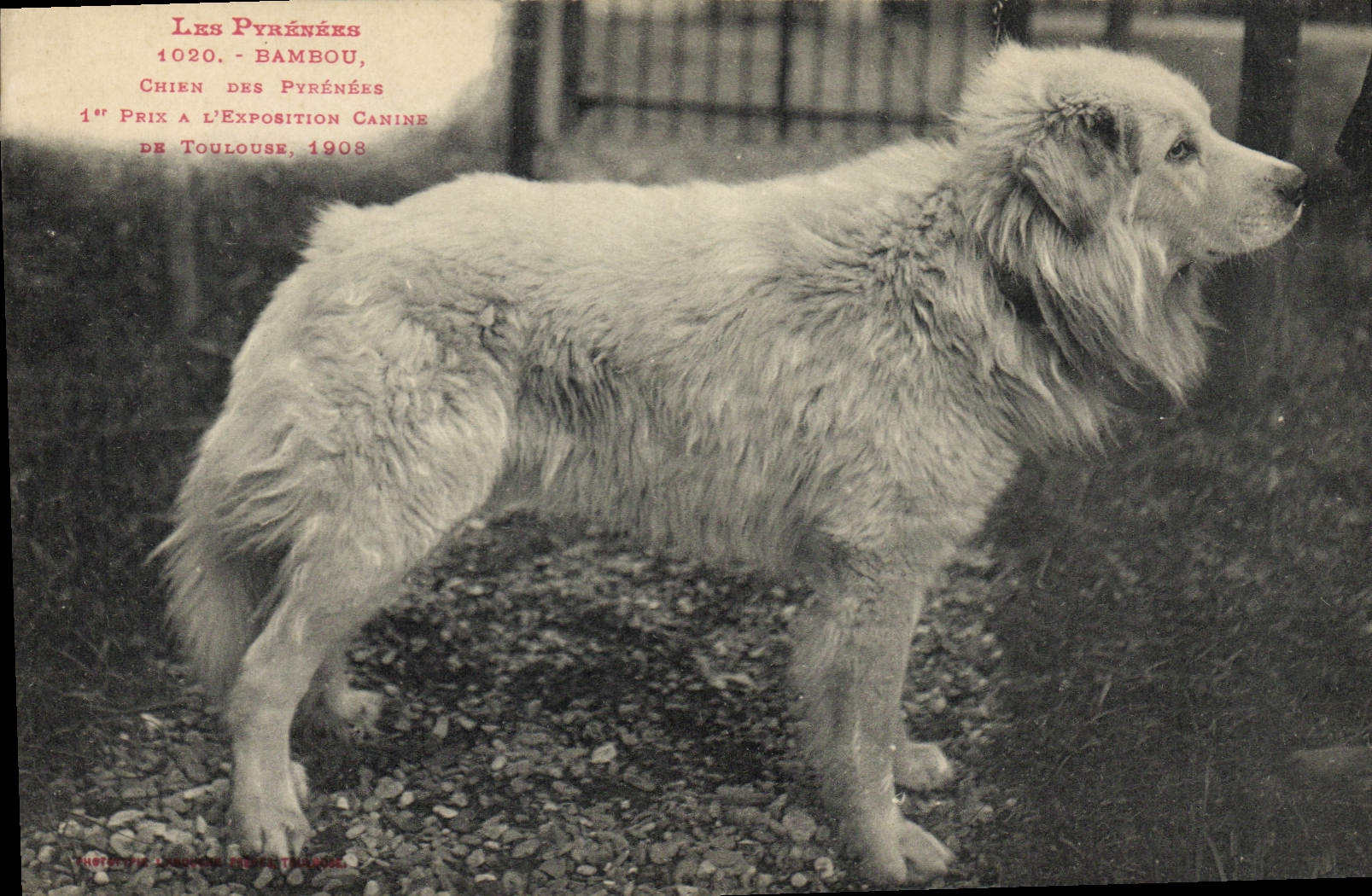 CPA Chien Chiens des Pyrenees Bambou 1er prix a l'exposition canine de Toulouse 