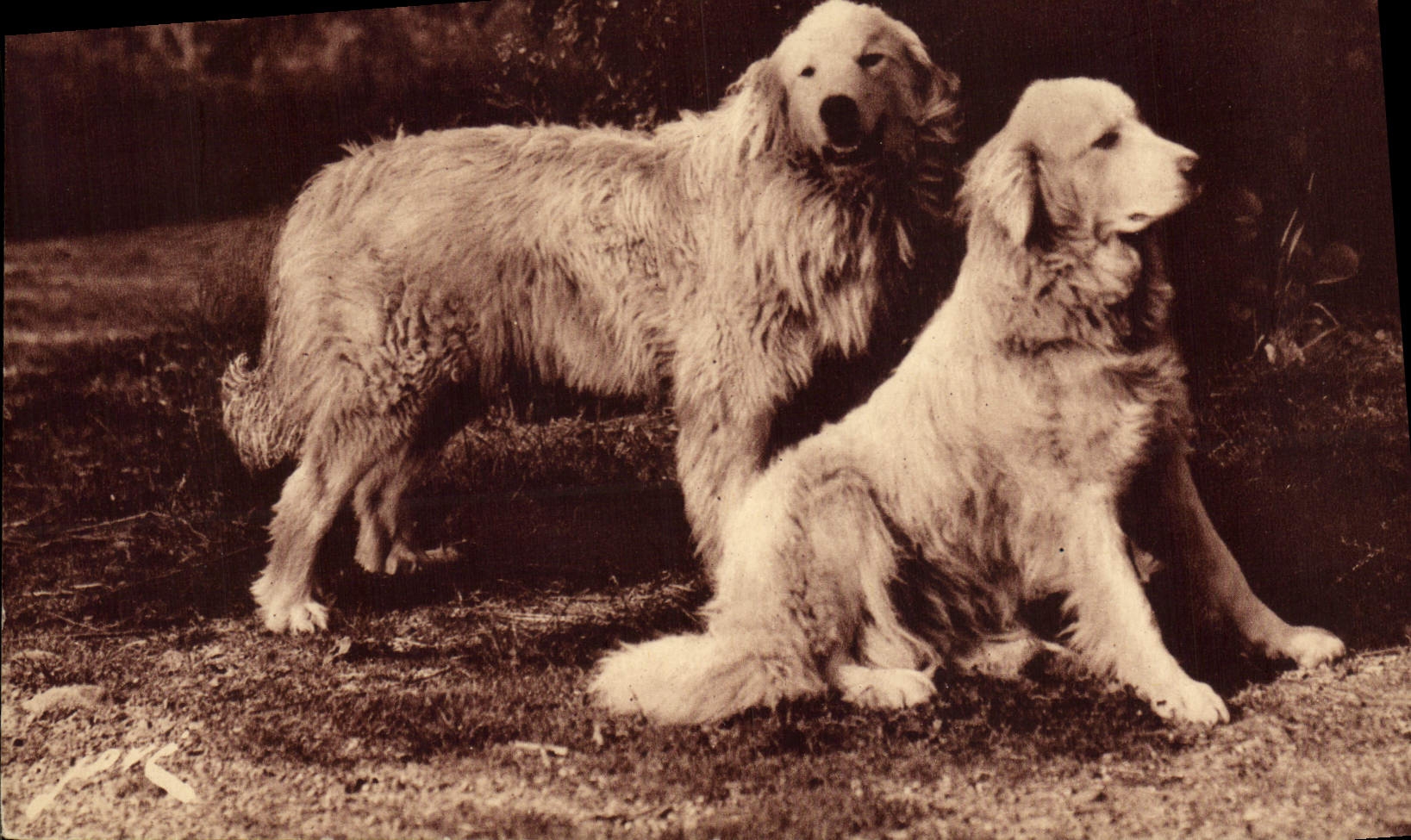 Postal Perro Perros de los Pirineos Encargados de las manadas contra el oso