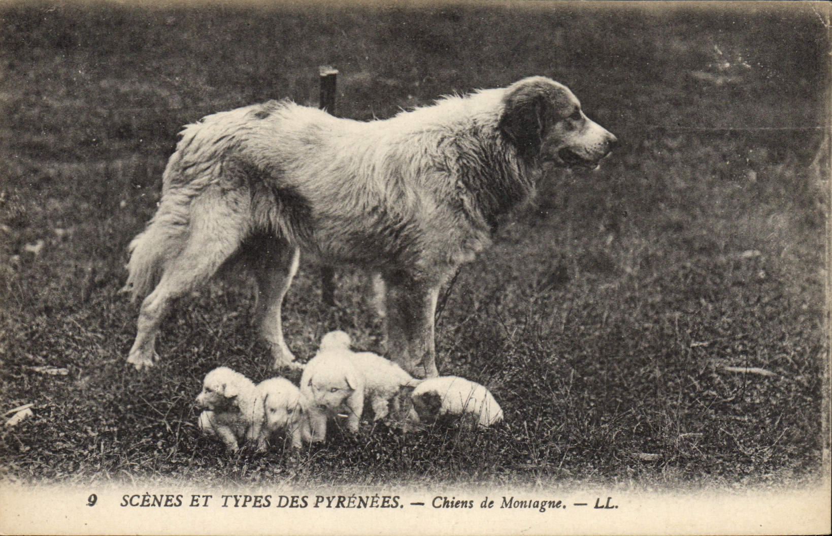 Vintage Postcard Dog Dogs of Pyrenees mountain