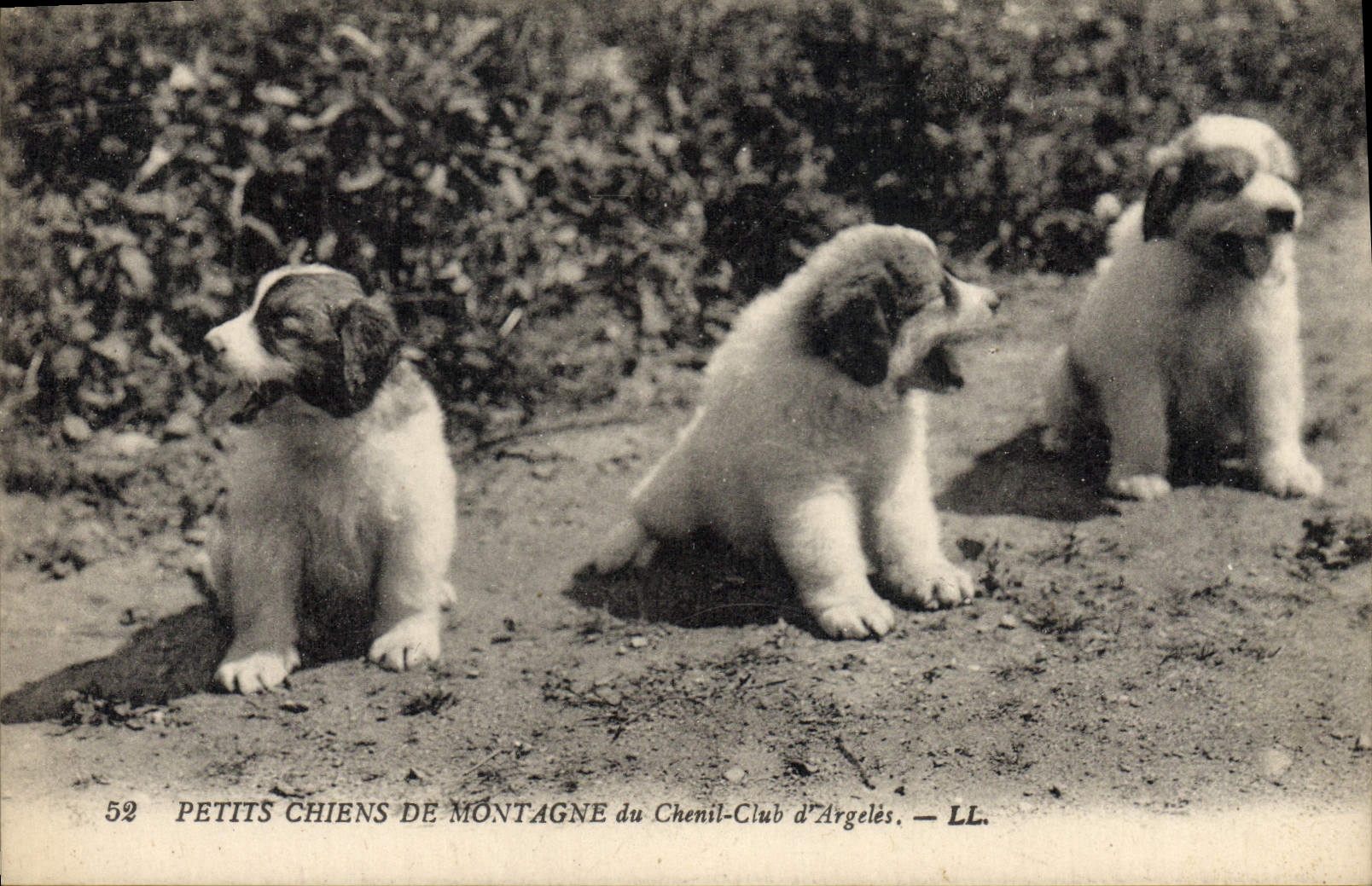 CPA Chien Chiens Petits chiens de montagne du Chenil club d'Argeles 