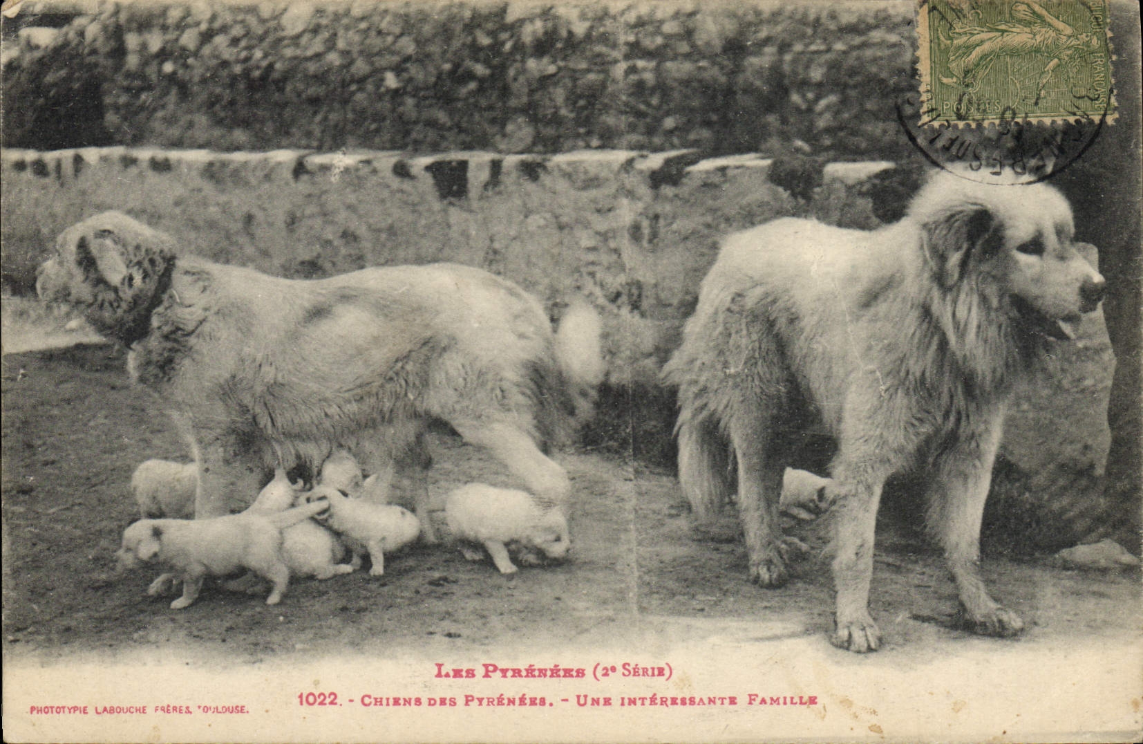 CPA Chien Chiens Pyrenees Une interessante famille 