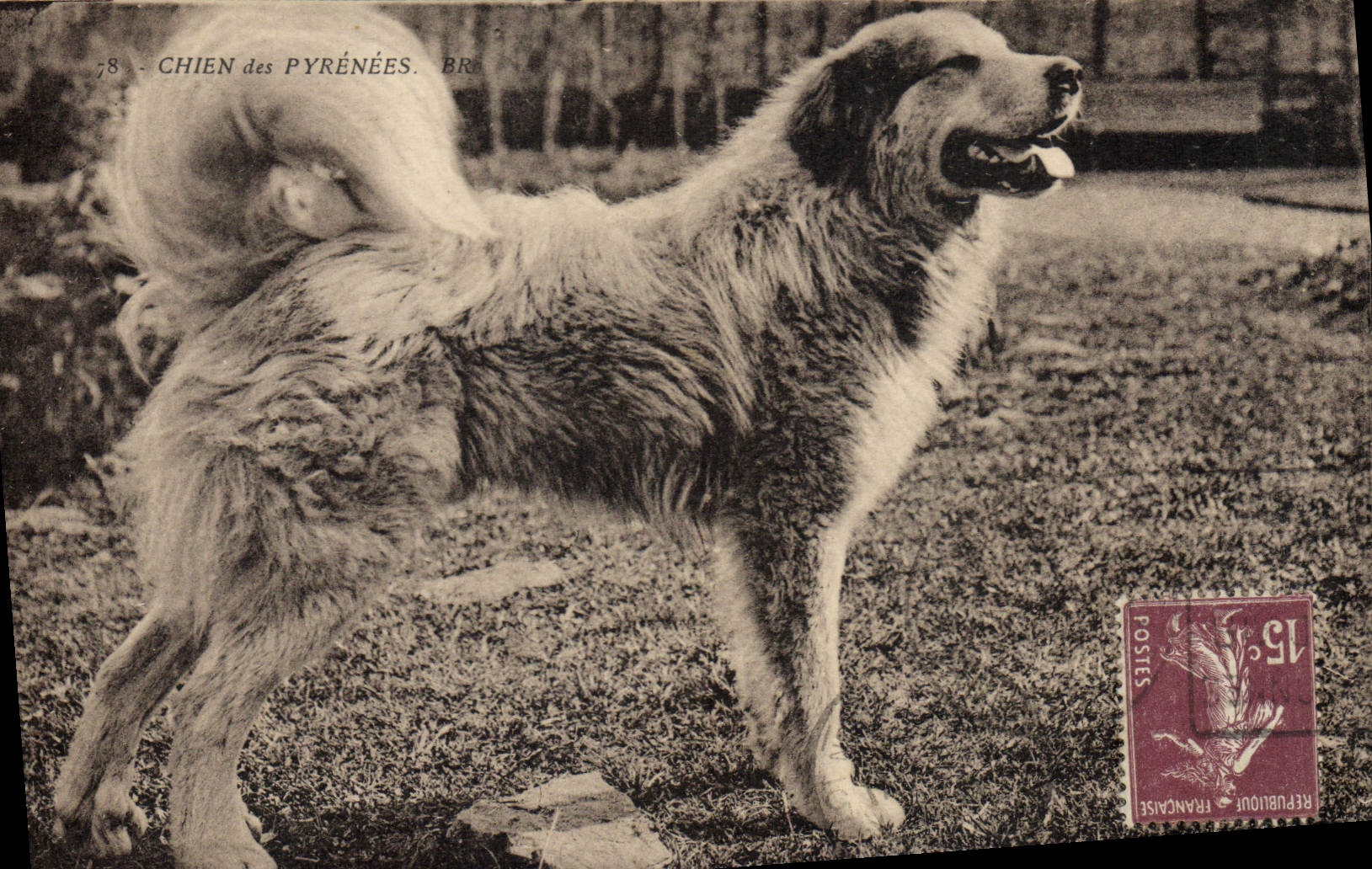 CPA Chien Chiens des Pyrenees 