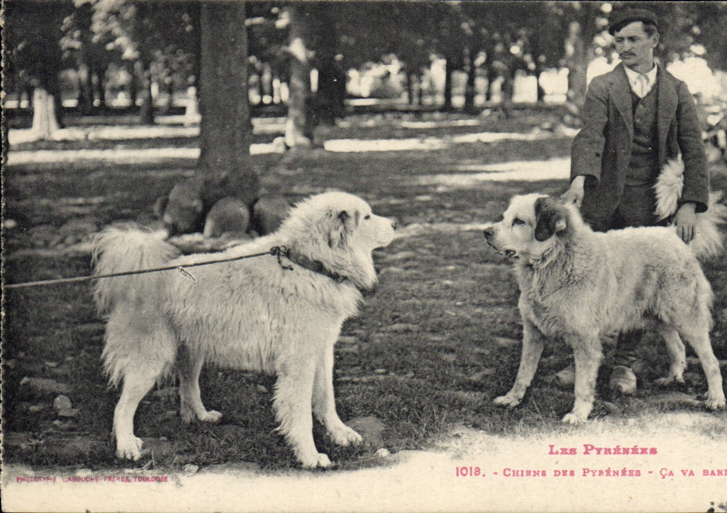 CPA Chien Chiens des Pyrenees Ca va barder 
