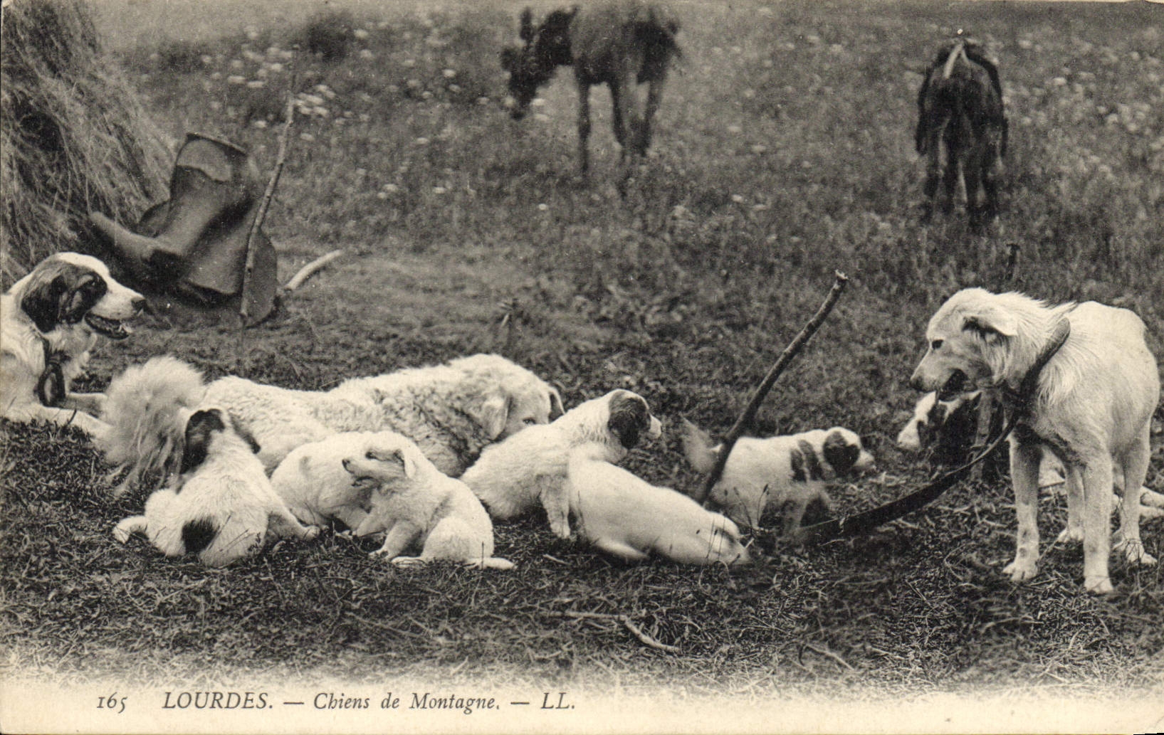 CPA Chiens de montagne Lourdes Chien 
