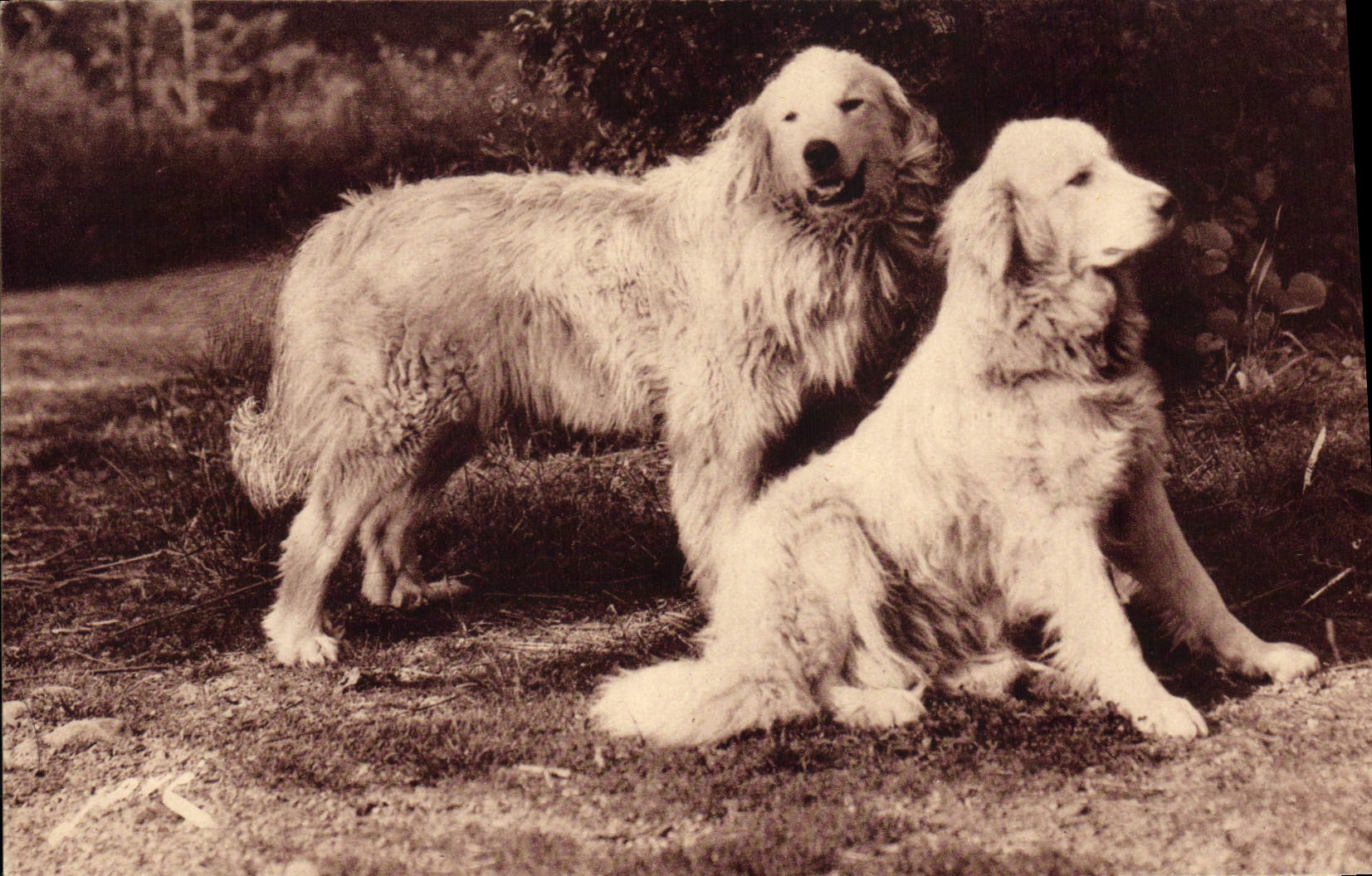 Postal Perros de los Pirineos Encargados de manadas contra el oso Perro