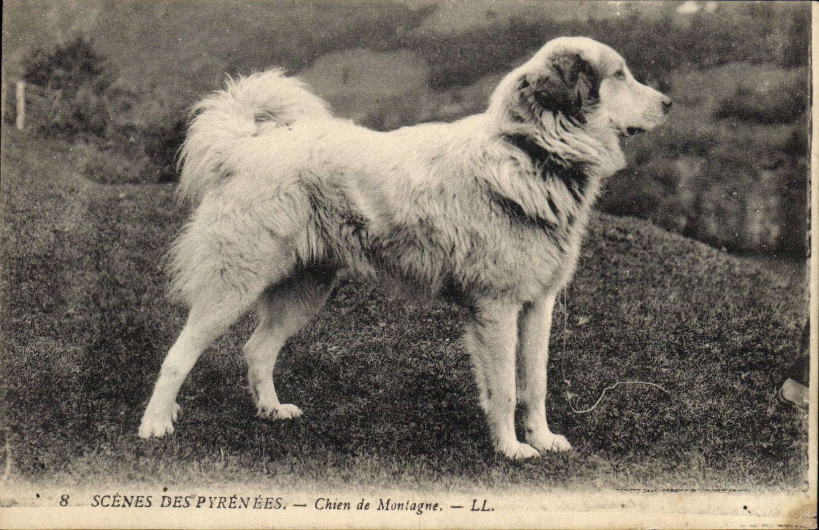 CPA Chiens Chien de montagne Pyrenees 