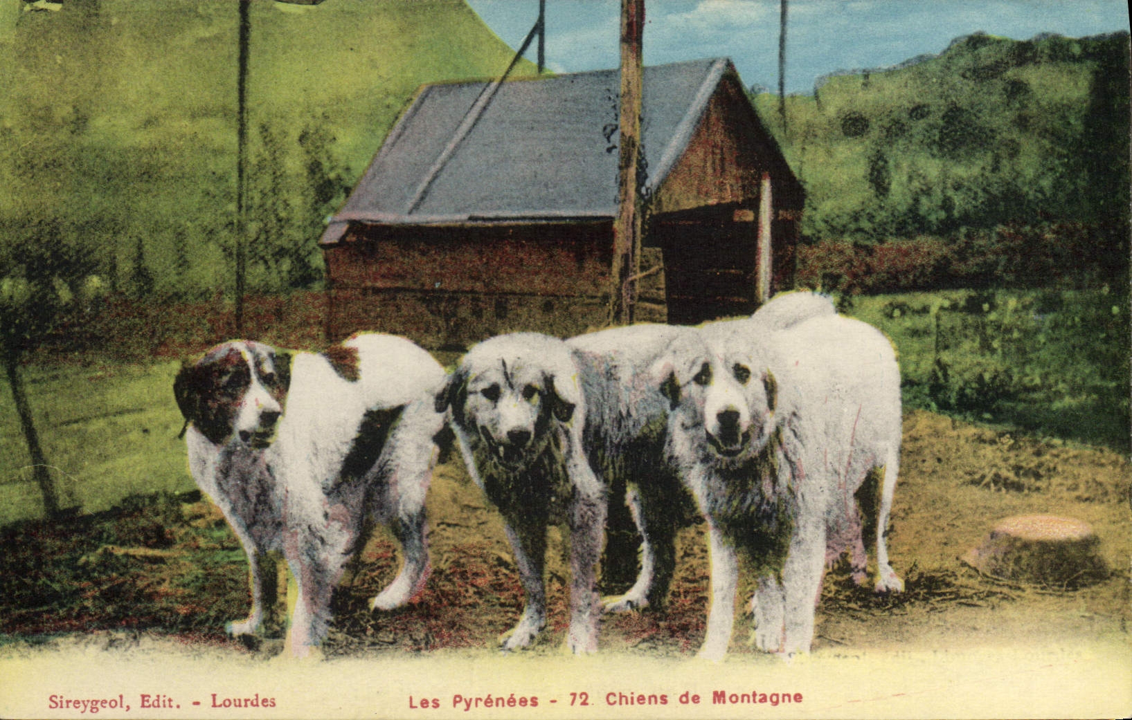 CPA Chiens de montagne Pyrenees Chien 