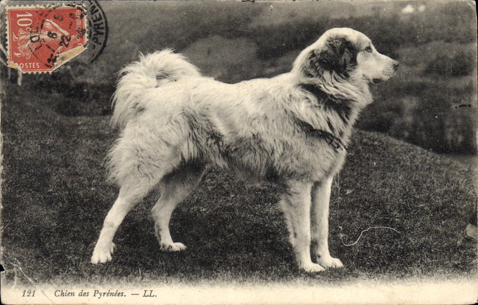 CPA Chiens Chien des Pyrenees