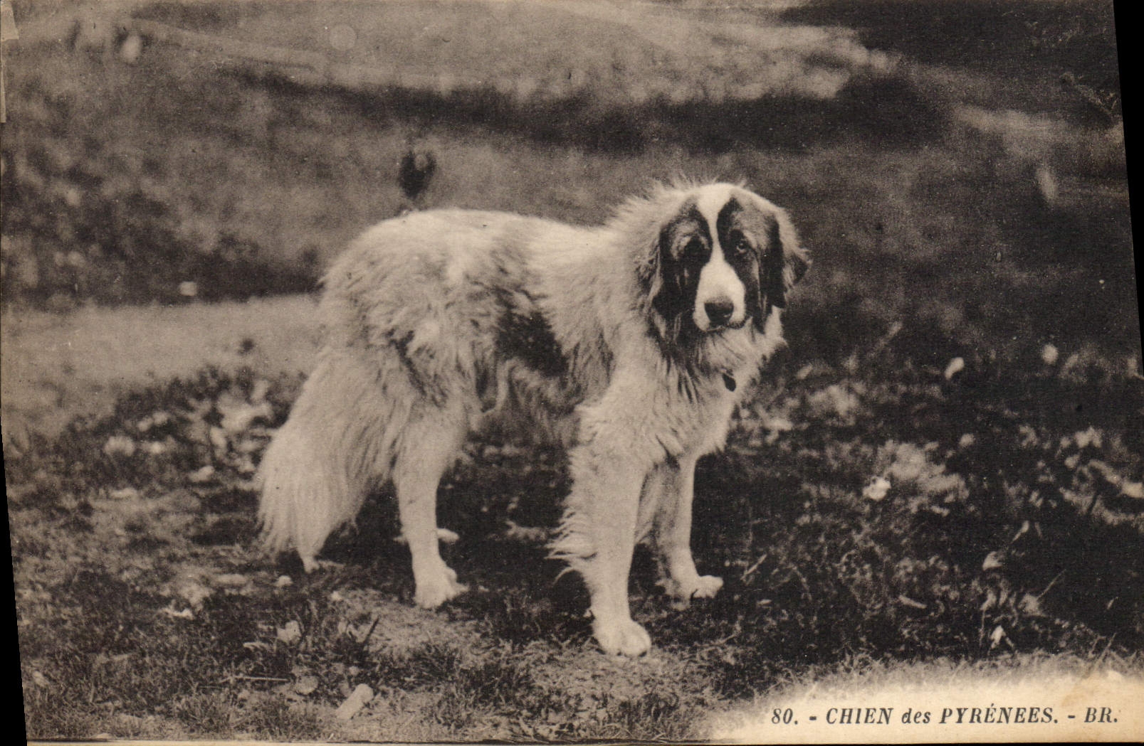 CPA Chiens Chien des Pyrenees 