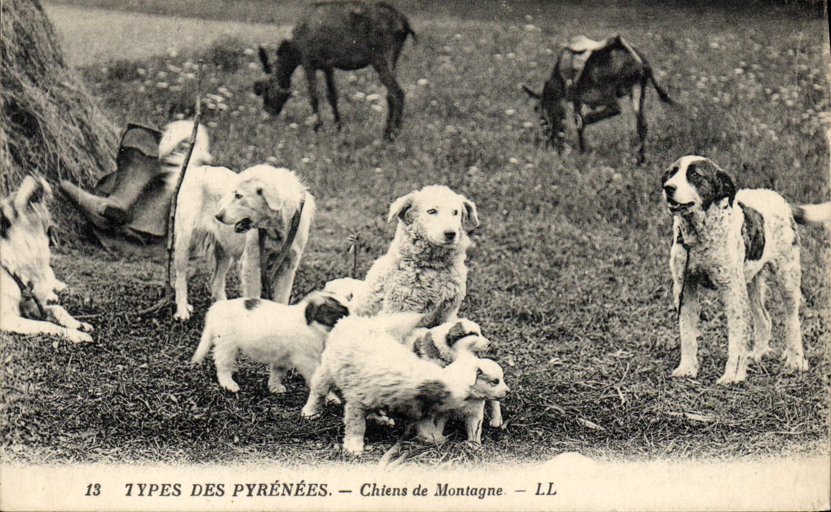 CPA Chiens de montagne Pyrenees Chien 