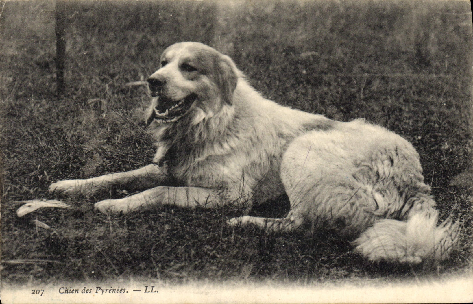 CPA Chiens Chien des Pyrenees